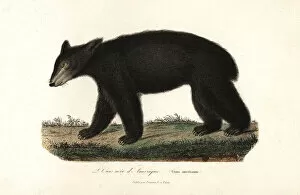 Americanus Gallery: American black bear, Ursus americanus