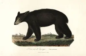 Complements Prints: American black bear, Ursus americanus