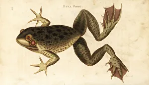 Rana Gallery: American bullfrog, Lithobates catesbeianus