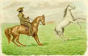 American cowboy