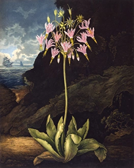 Latest Fine Art Gallery: The American Cowslip (Dodecatheon)