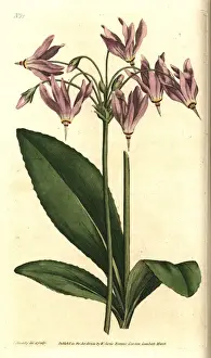 American cowslip or Meads dodecatheon, Dodecatheon meadia