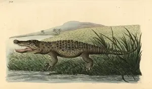 Vulnerable Prints: American crocodile, Crocodylus acutus Vulnerable