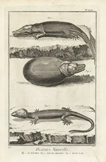 Herpetology Prints: American crocodile and Tokay gecko
