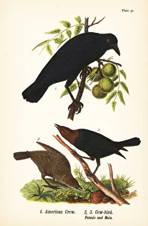 Hatch Prints: American crow and brown-headed cowbird
