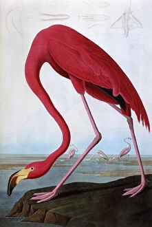 1830s Collection: American Flamingo, by John James Audubon