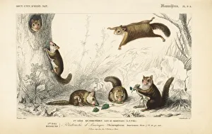 Annedouche Gallery: American flying squirrel, Glaucomys volans