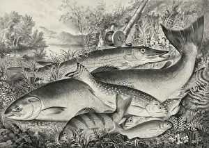 Trout Prints: American game fish