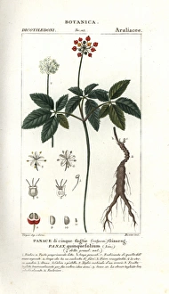 Jussieu Gallery: American ginseng, Panax quinquefolius