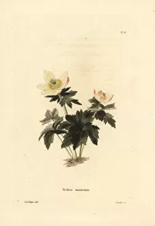 Loddiges Collection: American globeflower, Trollius laxus
