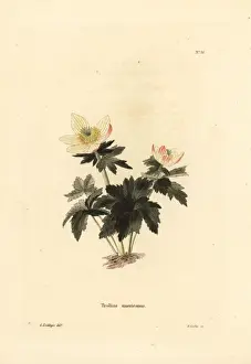 Loddiges Prints: American globeflower, Trollius laxus