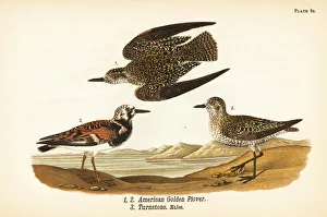 Accipiter Gallery: American golden plover and ruddy turnstone