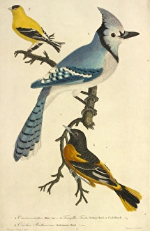 Alexander Wilson Gallery: American Goldfinch