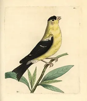 American goldfinch, Carduelis tristis