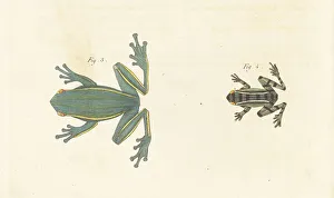 American green tree frog and Hylarana nicobariensis