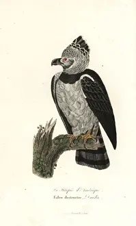 Falco Prints: American harpy eagle, Harpia harpyja