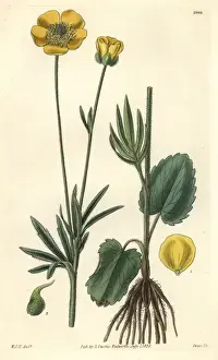 Crowfoot Prints: American heart-leaved crowfoot, Ranunculus cardiophyllus
