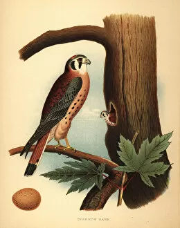 Nesting Collection: American kestrel, Falco sparverius, with nest and egg