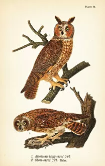 Billed Collection: American long-eared owl and short-eared owl