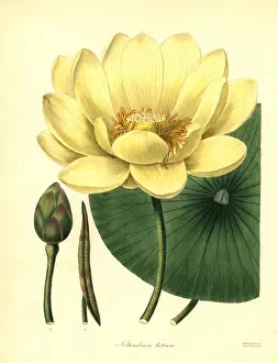 Lotus Prints: American lotus, Nelumbo lutea