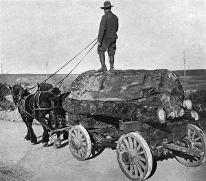 Lumber Prints: American lumberman on road near Western Front