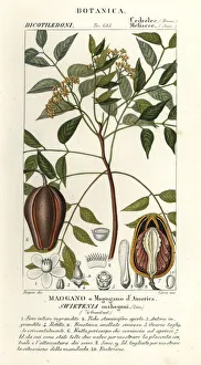 Images Dated 26th March 2020: American mahogany, Swietenia mahagoni