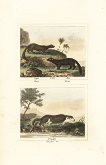 Fisher Prints: American mink, fisher and river otter