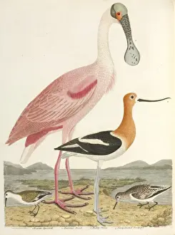 American Ornithology by Alexander Wilson, 1824