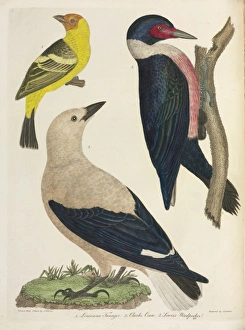 North America Gallery: American Ornithology by Alexander Wilson, 1824