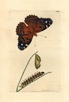American painted lady, Vanessa virginiensis