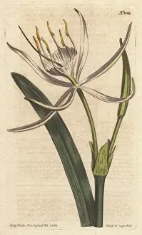 Pancratium Prints: American pancratium with white fragrant flowers