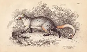 American paradoxure, Paradoxurus dubius