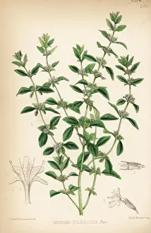American pennyroyal, Hedeoma pulegioides