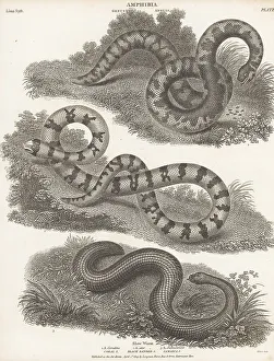 1809 Prints: American pipe snake and slow worm