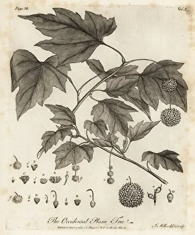 Silva Prints: American planetree, Platanus occidentalis