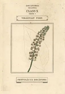 Americana Gallery: American pokeweed, Phytolacca americana