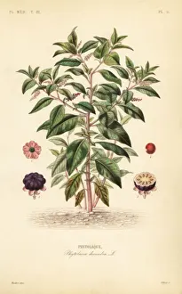 American pokeweed, Phytolacca americana