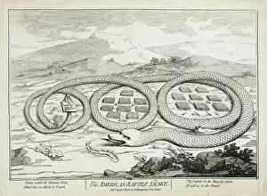 The American rattle snake