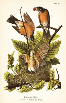 Turdus Prints: American robin, Turdus migratorius