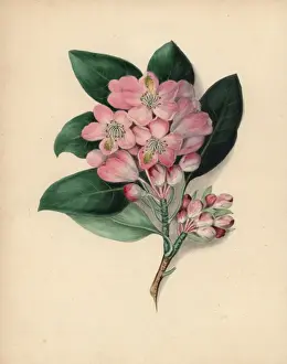 American rose bay with pink flowers, Rhododendron maximum