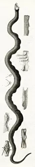 Atlanticus Prints: AMERICAN SEA SERPENT