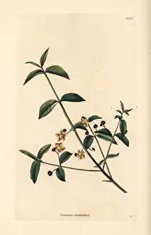 Strawberry Prints: American strawberry bush, Euonymus americanus