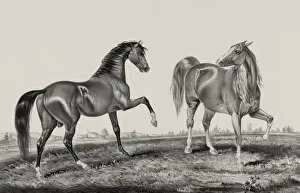 Trotting Prints: American trotting stud: Ethan Allen, Pocahontas