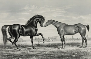 Horses Gallery: American trotting stud: Mambino Pilot, Flora Temple