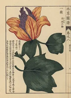 American tulip tree, Liriodendron tulipifera L
