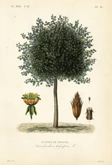 Edouard Prints: American tulip tree or tulipwood, Liriodendron tulipifera