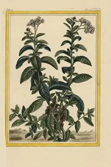 Damerique Prints: American turnsole, Heliotropium species