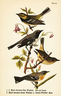Hooded Collection: American warblers