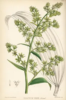Poke Prints: American white hellebore or Indian poke, Veratrum viride