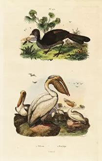 Penelope Gallery: American white pelican, Pelecanus erythrorhynchos